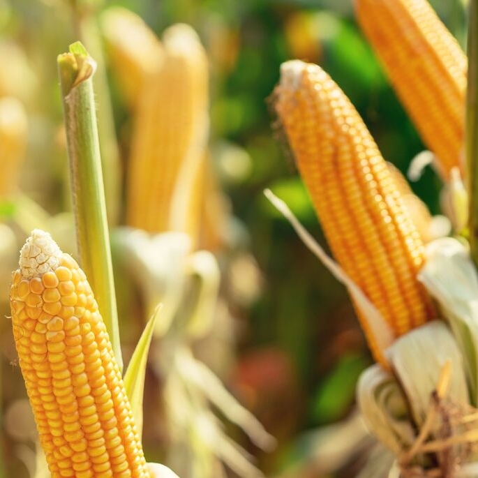 Rice Manufacturers & Exporters in India